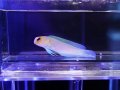 イエローヘッドジョーフィッシュ