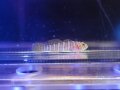 ベンケイハゼ