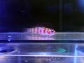 キャンディケインピグミーゴビー
