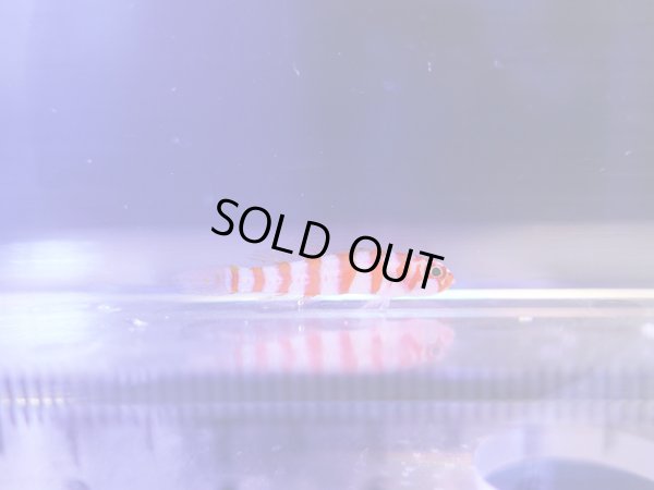 画像1: キャンディケインピグミーゴビー