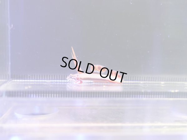 画像1: ホムラハゼ