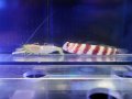 クビアカハゼ+コシジロテッポウエビセット