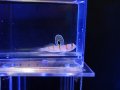 ニチリンダテハゼ