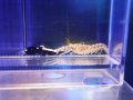 オドリハゼ+ブドウテッポウエビセット