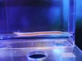 オレンジラインワームゴビー
