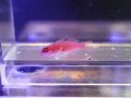 リングアイピグミーゴビー