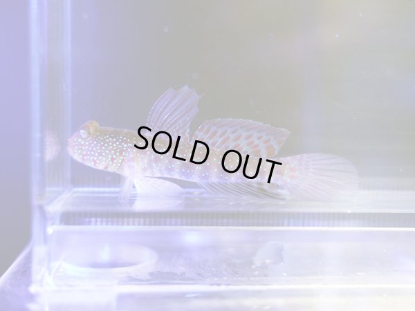 画像1: タカノハハゼ？