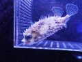 メイタイシガキフグ