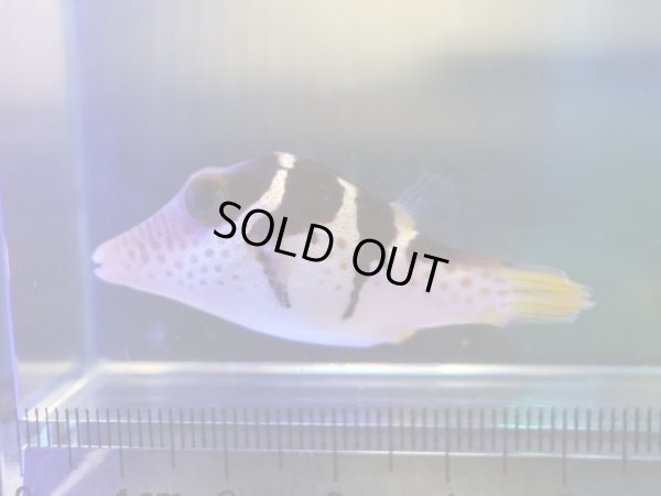 画像2: シマキンチャクフグ