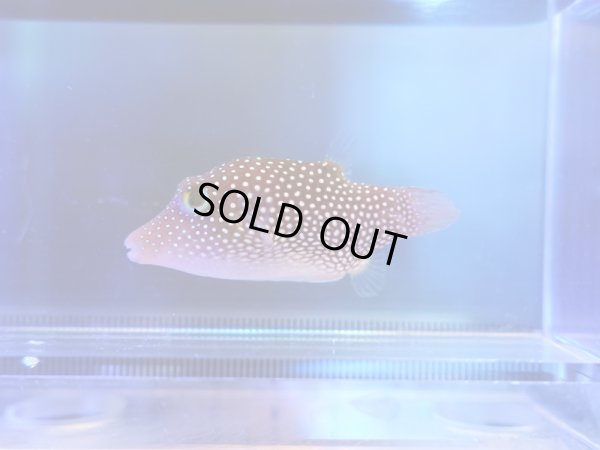 画像1: コルテツスポテッドトビー（メキシコ）