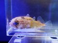 ハリセンボン