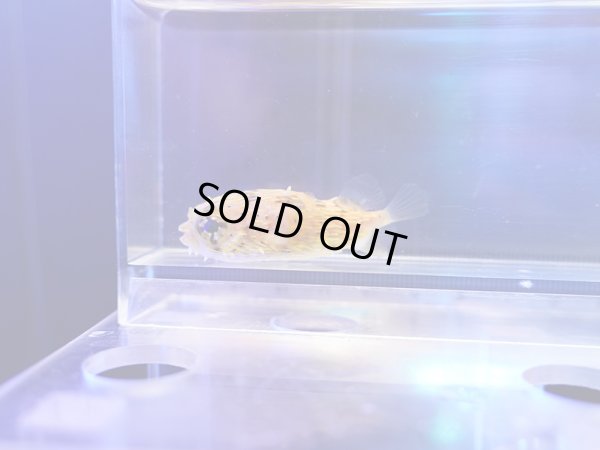 画像1: ハリセンボンS