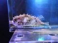 メイタイシガキフグ