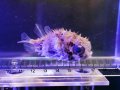 メイタイシガキフグ01