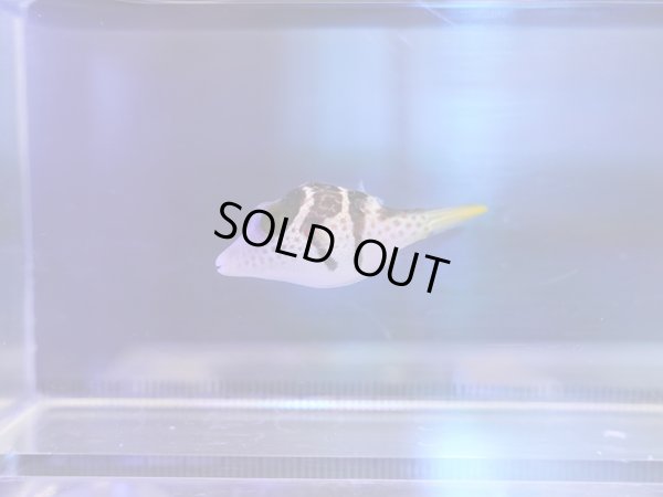 画像1: シマキンチャクフグ