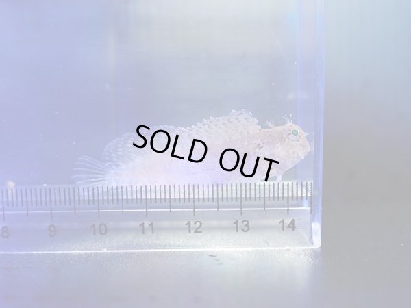 画像1: ヤエヤマギンポ