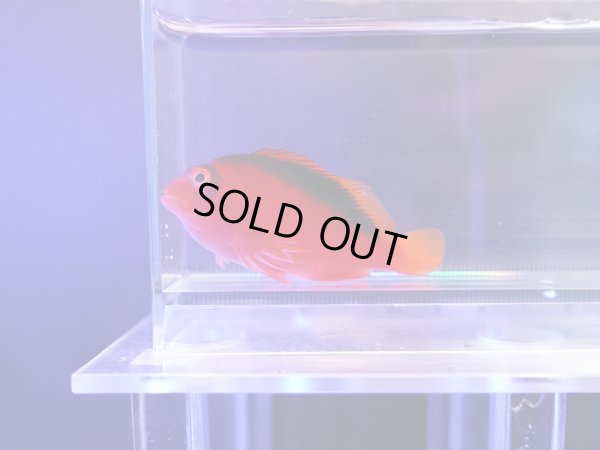 画像1: ベニゴンベ（タヒチ）01