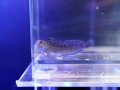 カエルウオ（近海）
