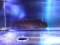 カエルウオ（近海）