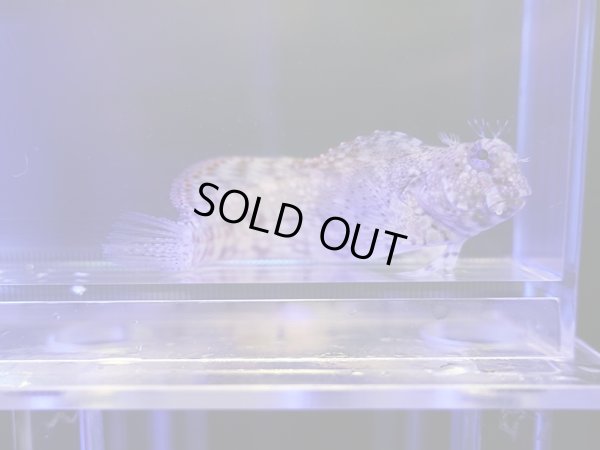 画像2: ヤエヤマギンポ