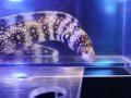 クモウツボ