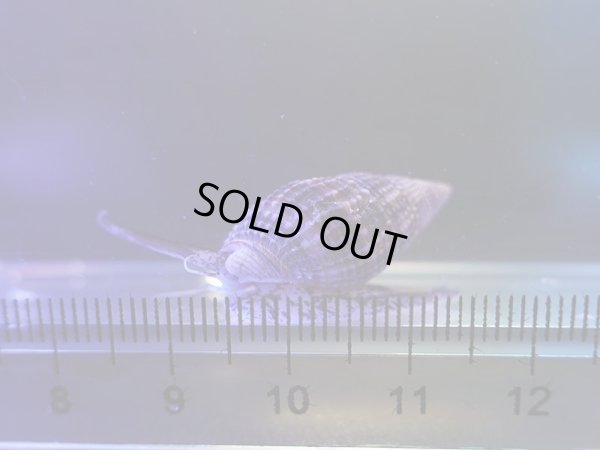 画像1: ムシロガイ