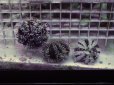 画像2: シラヒゲウニ (2)