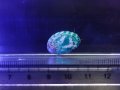 グリーンアワビ（国内ブリード）