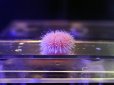 画像2: ピンクシーアーチン（スリランカ） (2)