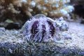 シラヒゲウニ