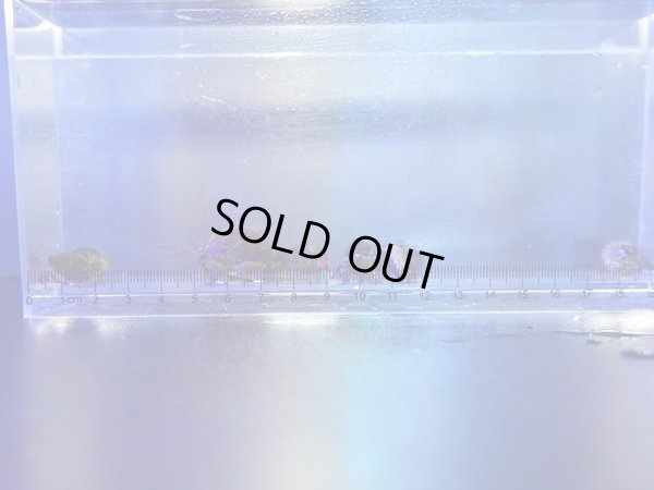 画像1: 【特価】ホンヤドカリ10匹セット