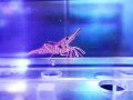 キャメルシュリンプ