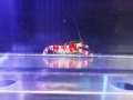 ランドールピストルシュリンプ