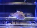 アメリカカブトガニ