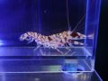 ニシキテッポウエビ