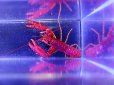 画像2: ショウグンエビ (2)