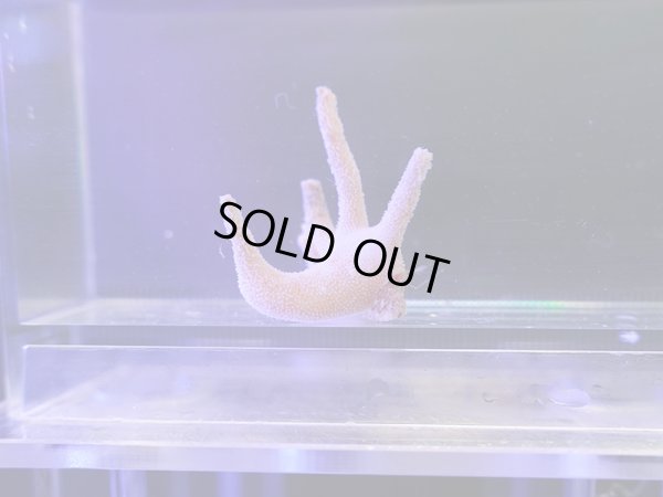 画像1: スタッグホーンハーミットクラブ01