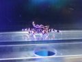 ゼブラガニ