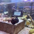 画像3: 受注生産　オリジナル3D　Gexミニミニデジタル水温計用　中マグネット (3)