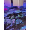 オリジナル3D　ReefVeiwホルダー