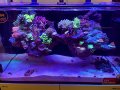 【特許登録済み 浮くレイアウト】オリジナルフローティングリーフロック　リーファー170用 1回修正修理保証込