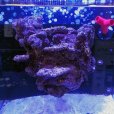 画像6: 【特許登録済み 浮くレイアウト】オリジナルフローティングリーフロック　RedSea MAX nano キューブ用