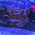 画像5: 【特許登録済み 浮くレイアウト】オリジナルフローティングリーフロック　RedSea MAX nano キューブ用