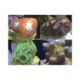 画像3: 【取寄】ZOOX フラッシュライト (3)
