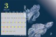 画像4: 2027年　小笠原の魚たちカレンダー　イラスト瀧音 (4)