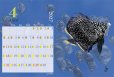 画像5: 2027年　小笠原の魚たちカレンダー　イラスト瀧音 (5)