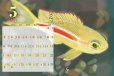 画像6: 2027年　小笠原の魚たちカレンダー　イラスト瀧音 (6)