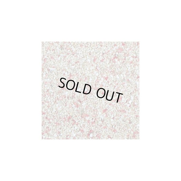 画像2: アラガライブ フィジーピンク 10LBS(4.53Kg)