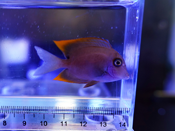 海水魚60㌢水槽セット