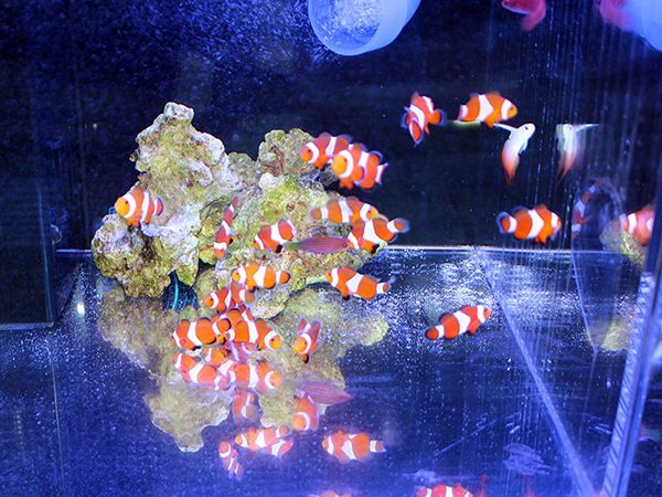 国内ブリードのカクレクマノミ ブラックオセラリス 追加入荷 フィジー産オレンジフィンアネモネやメニーストライプバスレット チビハナダイ ヒノマルテッポウエビ タツナミガイなども追加いたしました